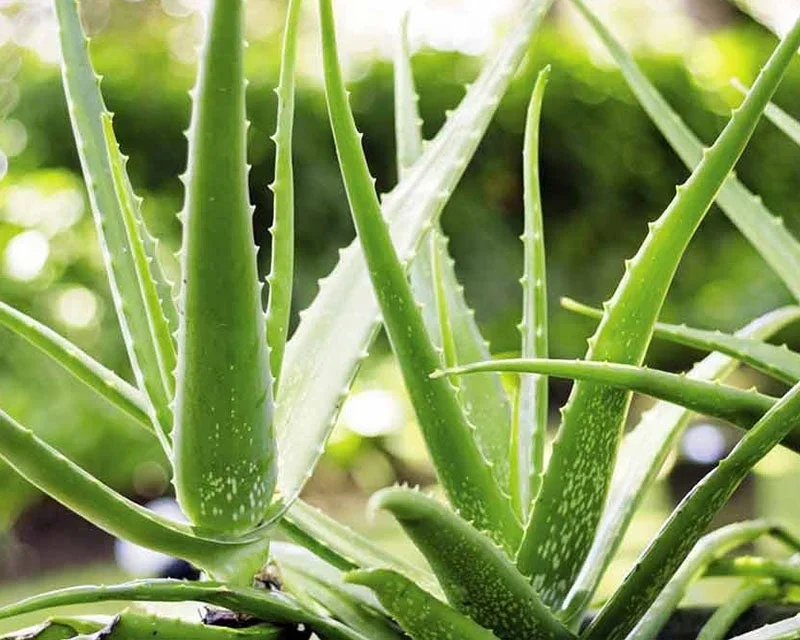 Elycura™ Gum Protect Repair Gel